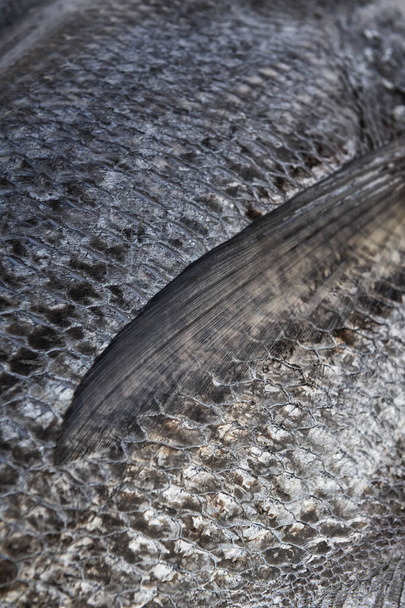 Detailní záběr čerstvě ulovených mořských okounů. Abstraktní měřítka ryb.  - Fotografie, Obrázek