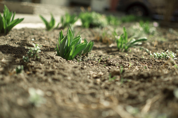 Growth, Dirt, Plant, Agriculture, Nature, Green Color, Leaf, Seedling, Gardening,  - 写真・画像