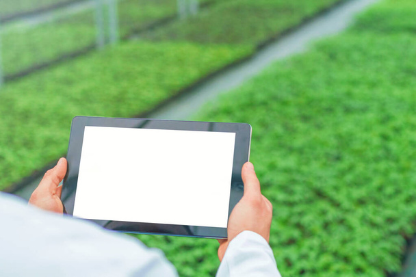 Plant seedlings growing greenhouse spring. Biotechnology engineer hands with tablet. - Photo, Image