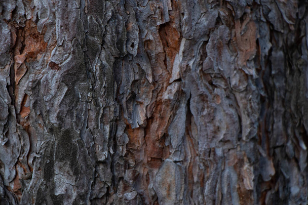 casca de conífera de pinheiro close-up como pano de fundo em florestas
 - Foto, Imagem