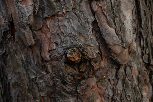 corteza de coníferas de pino primer plano como fondo en los bosques
 - Foto, Imagen
