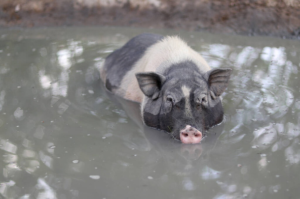 Porco mergulhar na água para se refrescar na lagoa. Um porco anão negro imerso numa lagoa
.  - Foto, Imagem