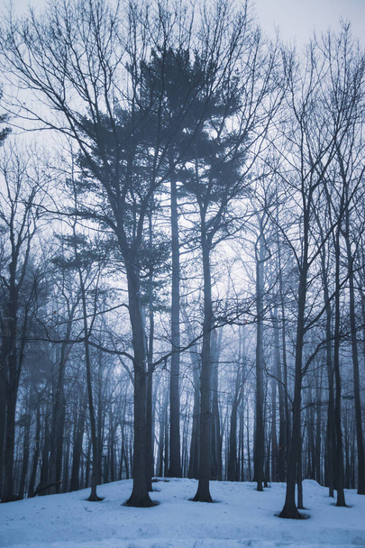 Dramatic forest trees at winter dawn right before sunrise in Sorel-Tracy Quebec Canada - Photo, Image