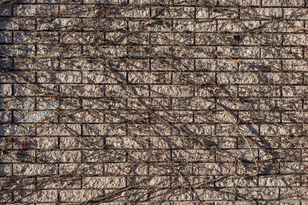 Háttér, virginiai kúszó textúrája a kőfalon. Szárított virginiai kúszó a kőfalon, szőlő mászás a falon. - Fotó, kép