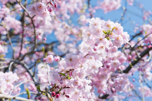 A blooming tree with delicate pink flowers. Soft focus. Background of spring flowers of decorative cherry trees. Selective focus. Blooming tree on the background of nature. Spring Background - Photo, Image
