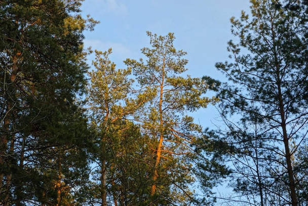 the tops of green pine conifers in the forest against a blue sky - Photo, Image