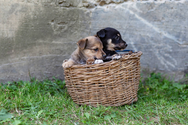 cachorros en una canasta de mimbre en la hierba
 - Foto, Imagen