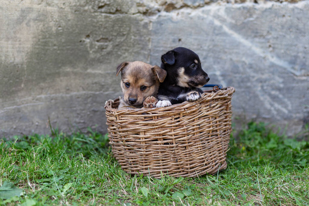 cachorros en una canasta de mimbre en la hierba
 - Foto, imagen