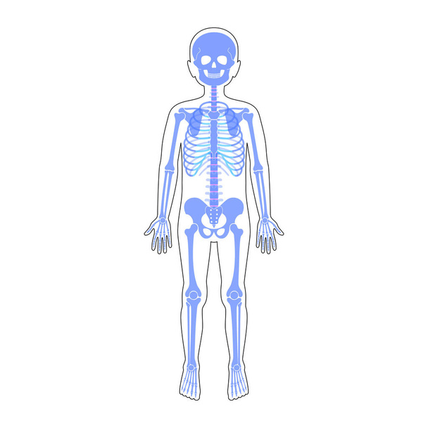 Kind jongen skelet anatomie vector - Vector, afbeelding
