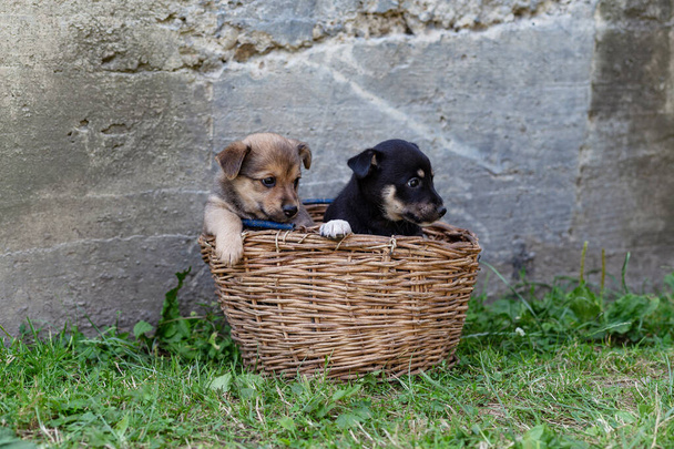 pups in een rieten mandje op het gras - Foto, afbeelding