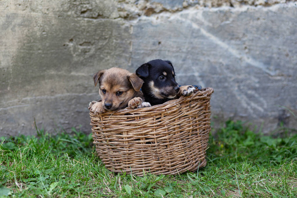 cuccioli in un cesto di vimini sull'erba
 - Foto, immagini