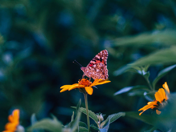 όμορφη πεταλούδα κάθεται σε ένα λουλούδι κοντά σε πράσινα φύλλα σε ένα καλοκαιρινό βράδυ - Φωτογραφία, εικόνα