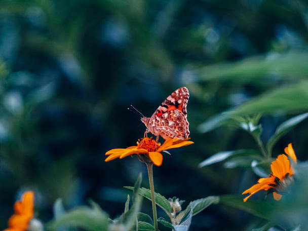 όμορφη πεταλούδα κάθεται σε ένα λουλούδι κοντά σε πράσινα φύλλα σε ένα καλοκαιρινό βράδυ - Φωτογραφία, εικόνα