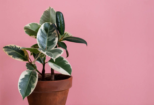 Rubber ficus of the tienete variety in a clay flower pot on a pink background. Plants in the interior, home garden concept. Copy space. Horizontal orientation. - Photo, Image