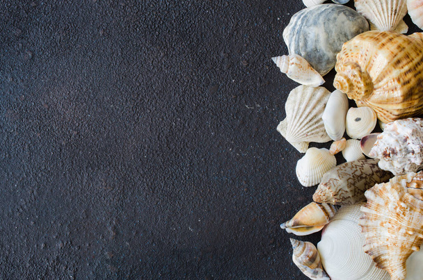 Different seashells on dark concrete background. Summer background. Summer vacation concept. - Photo, Image
