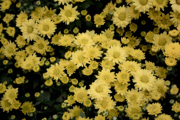 fleur jaune d'automne dans le jardin. Un bouquet de chrysanthèmes. et la lumière du matin est une belle fleur
 - Photo, image