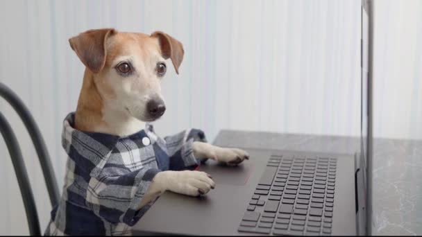 chytrý pes pracující s domácím laptopem. pracovat z domova. Život na volné noze, práce z domova. karanténa Společenské distancování. Vertikální video záznam - Záběry, video