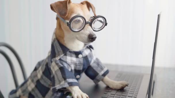 dog looking to computer screen. Freelancer working from home. Watching movie from laptop. Video footage. Stay at home.  Freelancer work from home during quarantine Social distancing lifestyle. - Séquence, vidéo
