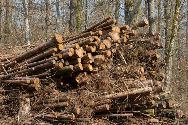 Hromaděné kmeny stromů připravené k přepravě na pilu - Fotografie, Obrázek