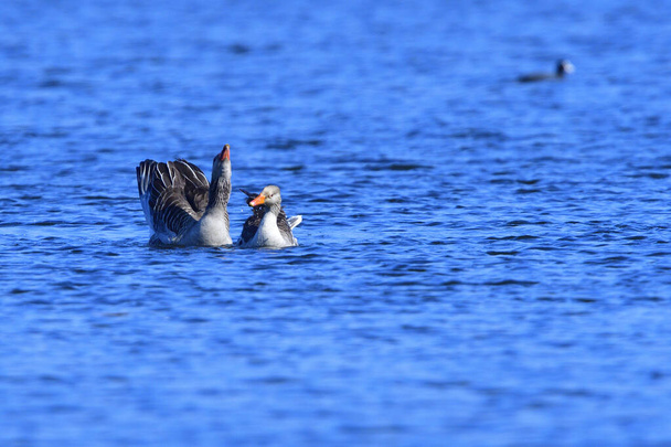 Greylag gansos par na primavera em uma lagoa
 - Foto, Imagem