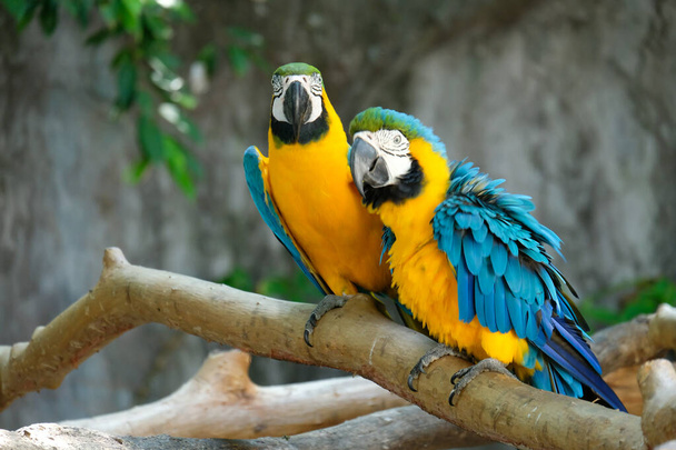 Macaw jest ptak, który jest popularny jako zwierzę domowe, ponieważ ma piękne kolory i może być szkolony do mówienia. - Zdjęcie, obraz
