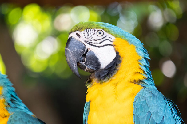 Macaw est un oiseau qui est populaire comme animal de compagnie parce qu'il a de belles couleurs et peut être formé pour parler
. - Photo, image