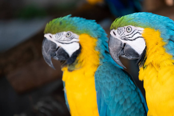 Macaw egy madár, amely népszerű, mint egy kisállat, mert gyönyörű színek és lehet tanítani beszélni. - Fotó, kép