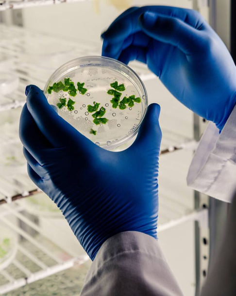 A vertical closeup shot of a laboratory worker examining a green substance on a petri dish while conducting coronavirus research - Foto, afbeelding