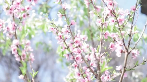 Ροζ λουλούδια ροδακινιάς την άνοιξη. ανθισμένα δέντρα στον οπωρώνα - Πλάνα, βίντεο