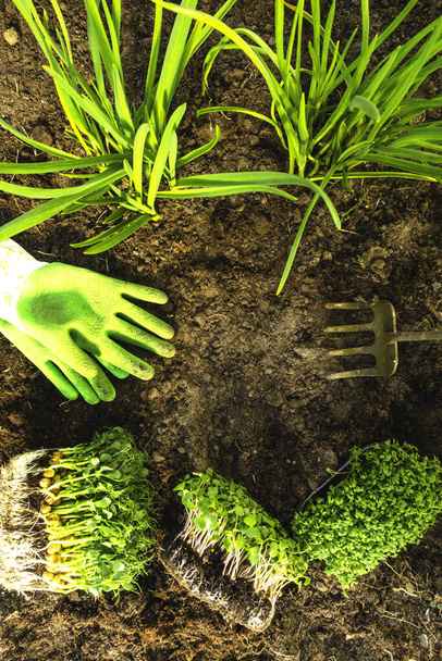 sadzonki mikrozieleni w glebie z zielonymi rękawiczkami ogrodniczymi, motyką, koncepcją zdrowej żywności ekologicznej - Zdjęcie, obraz