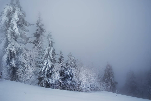 Winter foggy snowy minimalism. Huge firs in the snow and snowy gray haze. - Foto, Imagem