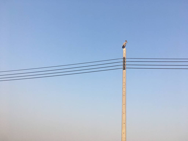Pelecanus is on a power pole waiting for the evening time. - Photo, Image