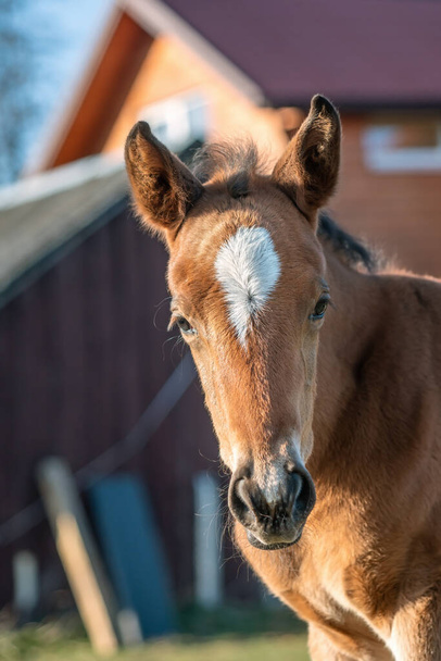 Portrait of beautiful  foal  in the farm yard in the morning light.  - Photo, image