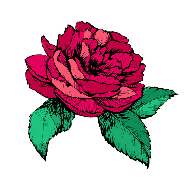 Wild red peony, rose flower with petals and green leaves. Hand drawn stock vector illustration isolated on white background. - Вектор,изображение