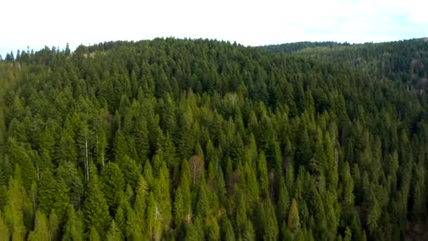 Hermosos vuelos de drones sobre bosques con hermosas vistas de montañas y bosques
 - Metraje, vídeo