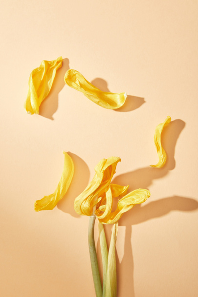 top view of dried yellow tulip on beige background - Фото, изображение