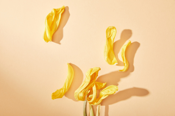 верхний вид сушеных желтых лепестков тюльпана на бежевом фоне
 - Фото, изображение