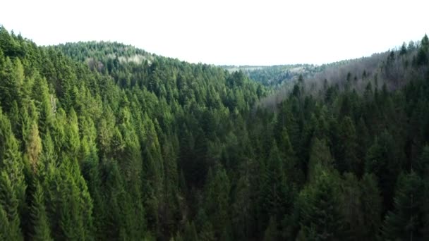 Dağların ve ormanların güzel manzaralı ormanların üzerinde güzel İHA uçuşları - Video, Çekim