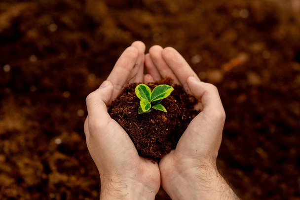 Las manos de un hombre sosteniendo tierra con plántulas. Jardinería, concepto de ecología. Protección medioambiental
. - Foto, Imagen