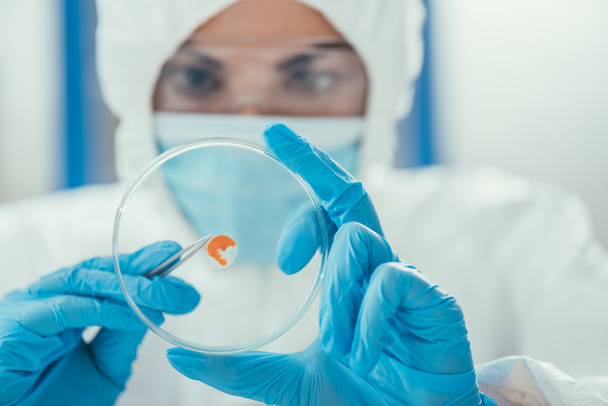 selective focus of biochemist taking biomaterial from petri dish with tweezers - Photo, Image