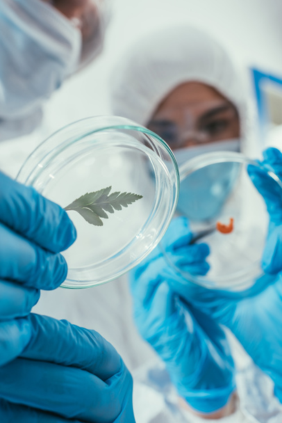 selective focus of biochemists holding petri dishes with green leaf and biomaterial - Photo, Image