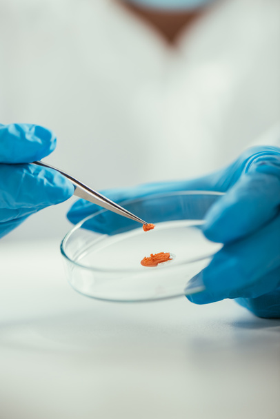 cropped view of biochemist taking biomaterial from petri dish with tweezers  - Photo, Image