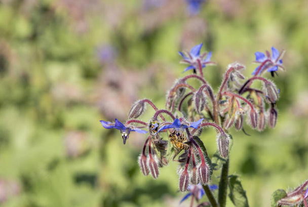 Borage blue flower plant produces a lot of honey, honeybee on borage blossom collecting honey on sunny day in summer. - Fotografie, Obrázek