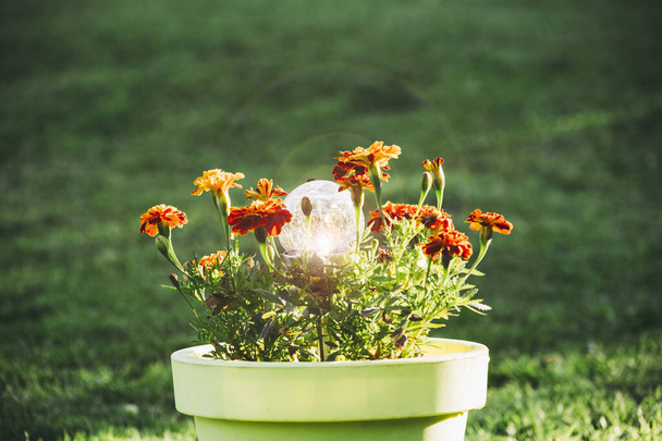 Dekorative runde knisternde Glas LED solarbetriebene Gartenlampe ist eingeschaltet. Lampe ist in großen lindgrünen Plastiktopf, wo orange Tagetes Blumen wachsen, grünes Gras Hintergrund. - Foto, Bild