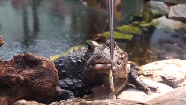 detailní záběr krmení hladového afrického trpasličího krokodýla, který odmítá jíst, tropického plaza z Afriky - Záběry, video