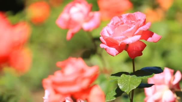 Κόκκινο τριαντάφυλλο άνθισε στο πάρκο του καλοκαιριού - Πλάνα, βίντεο