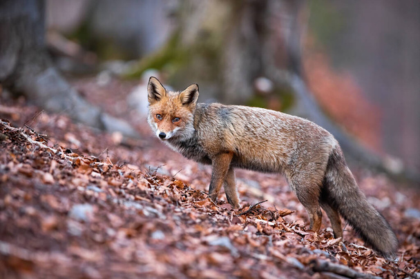 Hermoso zorro rojo con cola esponjosa cazando en el bosque durante la temporada otoñal
 - Foto, imagen