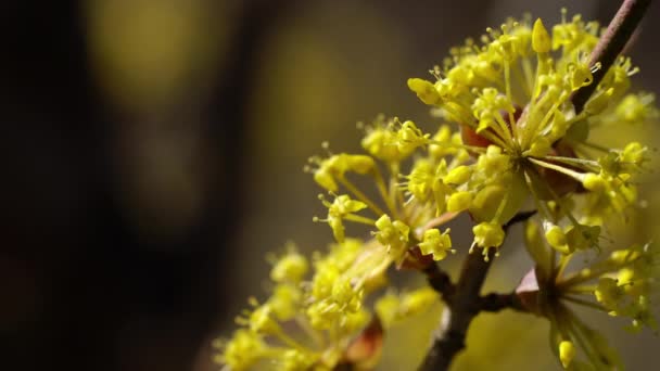 Blossom van Europese Cornel in natuurlijke omgeving (Cornus mas) - Video