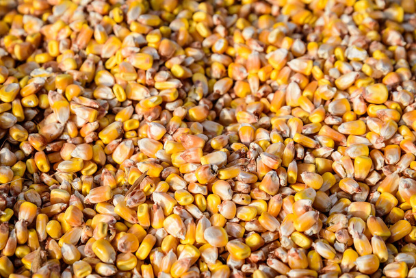 Primo piano dei chicchi di mais essiccati che saranno utilizzati come alimenti per animali, esposti per la vendita in un mercato, fotografati con soft focus - Foto, immagini
