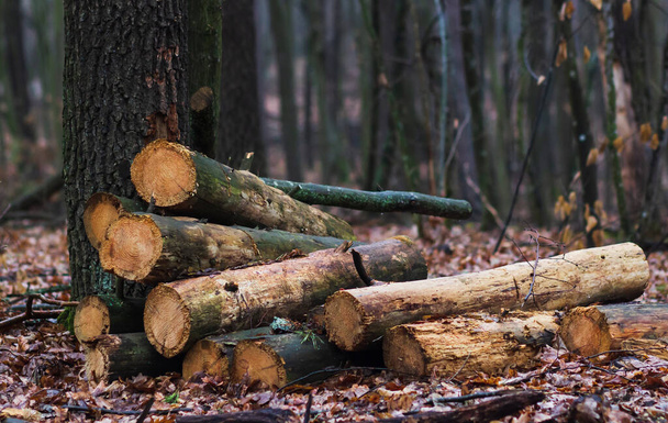 Déforestation, troncs d'arbres abattus dans la forêt, protection de l'environnement, causes du réchauffement climatique, changement climatique - Photo, image